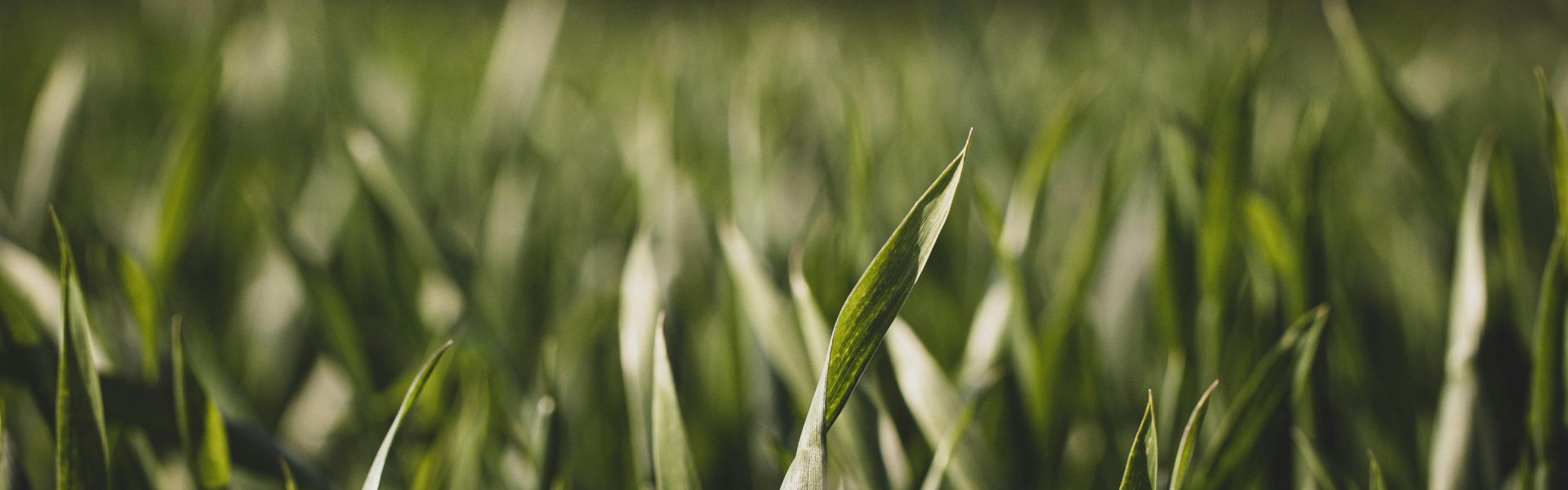 Banner crédito